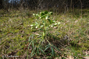<i>Helleborus foetidus</i> L., 1753 © C. Lenormand