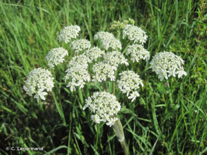 <i>Heracleum sphondylium</i> L., 1753 © C. Lenormand