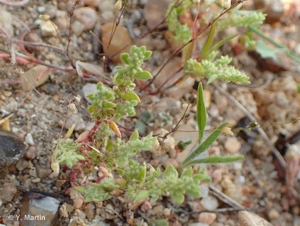 <i>Herniaria hirsuta</i> L., 1753 © 
