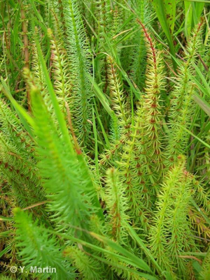 <i>Hippuris vulgaris</i> L., 1753 © 