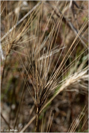 <i>Hordeum murinum</i> L., 1753 © 