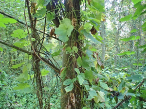 <i>Humulus lupulus</i> L., 1753 © 