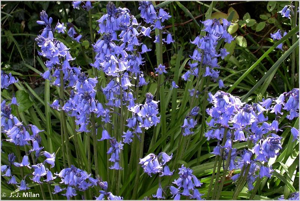 <i>Hyacinthoides non-scripta</i> (L.) Chouard ex Rothm., 1944 © 