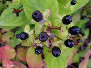 <i>Hypericum androsaemum</i> L., 1753 © 