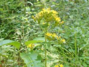 <i>Hypericum tetrapterum</i> Fr., 1823 © 