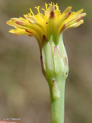 <i>Hypochaeris glabra</i> L., 1753 © H. TINGUY