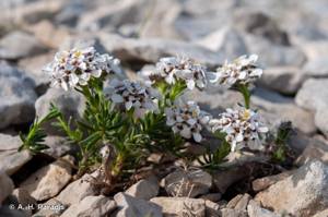 <i>Iberis saxatilis</i> L., 1756 © A.-H. Paradis
