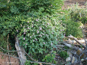 <i>Impatiens balfourii</i> Hook.f., 1903 © 