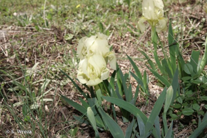 <i>Iris lutescens</i> Lam., 1789 © S. Wroza