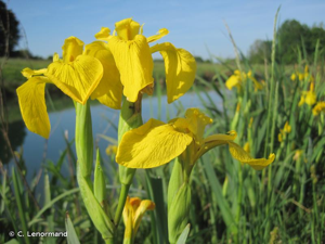 <i>Iris pseudacorus</i> L., 1753 © C. Lenormand