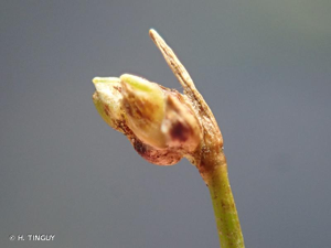 <i>Isolepis cernua</i> (Vahl) Roem. & Schult., 1817 © H. TINGUY