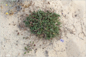 <i>Jasione maritima</i> (Duby) Dufour ex Merino, 1906 © 