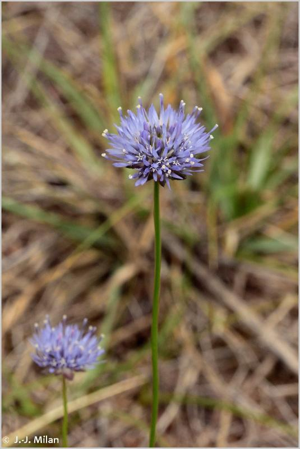 <i>Jasione montana</i> L., 1753 © 