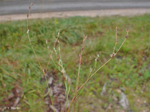 <i>Juncus bufonius</i> L., 1753 © 
