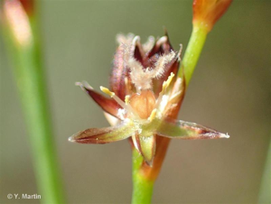 <i>Juncus bulbosus</i> L., 1753 © 