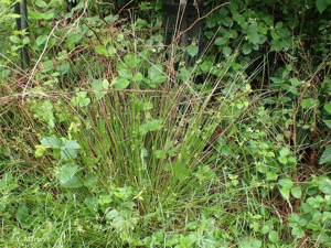 <i>Juncus effusus</i> L., 1753 © 