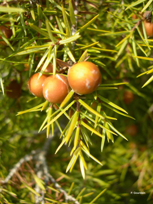 <i>Juniperus oxycedrus</i> L., 1753 © P. Gourdain