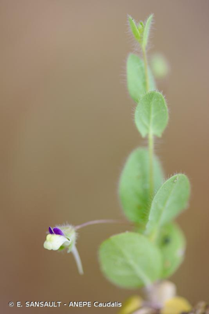 <i>Kickxia elatine</i> (L.) Dumort., 1827 © E. SANSAULT - ANEPE Caudalis