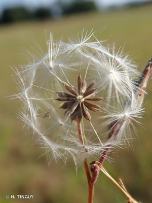 <i>Lactuca serriola</i> L., 1756 © H. TINGUY
