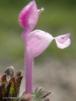 <i>Lamium amplexicaule</i> L., 1753 © H. TINGUY