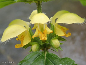 <i>Lamium galeobdolon </i>subsp.<i> argentatum</i> (Smejkal) J.Duvign., 1987 © H. TINGUY