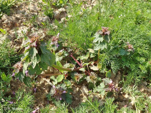 <i>Lamium hybridum</i> Vill., 1786 © 