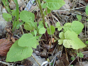 <i>Lapsana communis</i> L., 1753 © 