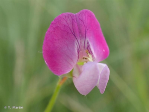 <i>Lathyrus hirsutus</i> L., 1753 © Y. Martin