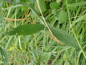 <i>Lathyrus latifolius</i> L., 1753 © Y. Martin