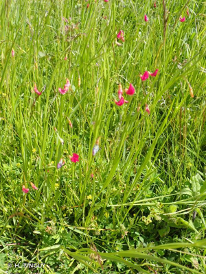 <i>Lathyrus nissolia</i> L., 1753 © H. TINGUY