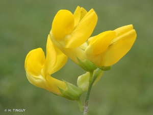 <i>Lathyrus pratensis</i> L., 1753 © H. TINGUY