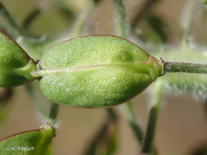 <i>Lepidium heterophyllum</i> Benth., 1826 © H. TINGUY