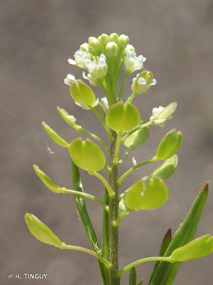 <i>Lepidium virginicum</i> L., 1753 © H. TINGUY