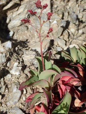 <i>Limonium ovalifolium</i> (Poir.) Kuntze, 1891 © H. TINGUY