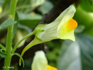 <i>Linaria vulgaris</i> Mill., 1768 © 