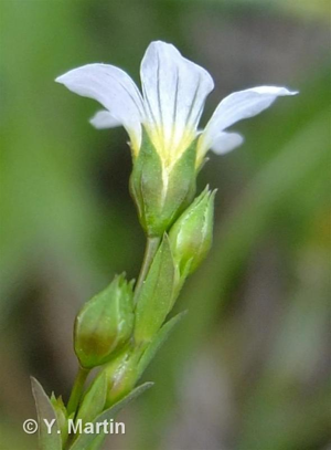 <i>Linum catharticum</i> L., 1753 © 