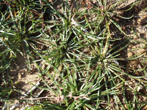 <i>Littorella uniflora</i> (L.) Asch., 1864 © H. TINGUY