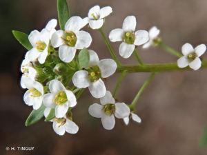 <i>Lobularia maritima</i> (L.) Desv., 1815 © H. TINGUY