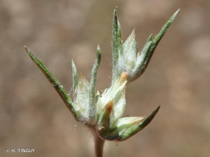 <i>Logfia gallica</i> (L.) Coss. & Germ., 1843 © H. TINGUY