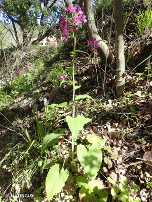 <i>Lunaria annua</i> L., 1753 © H. TINGUY