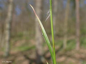 <i>Luzula forsteri</i> (Sm.) DC., 1806 © 