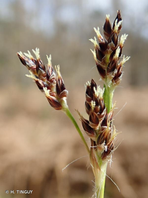 <i>Luzula multiflora</i> (Ehrh.) Lej., 1811 © H. TINGUY