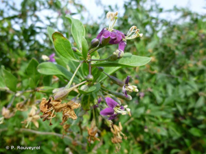 <i>Lycium barbarum</i> L., 1753 © P. Rouveyrol