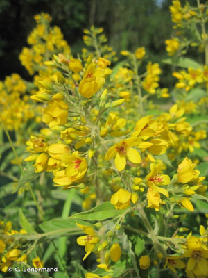 <i>Lysimachia vulgaris</i> L., 1753 © C. Lenormand