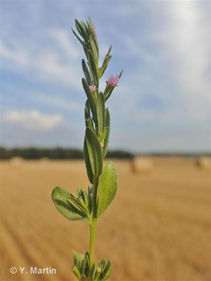 <i>Lythrum hyssopifolia</i> L., 1753 © 