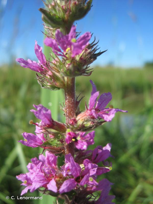 <i>Lythrum salicaria</i> L., 1753 © C. Lenormand