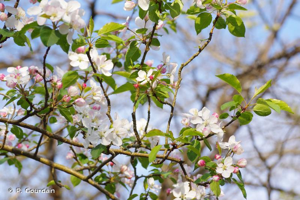 <i>Malus sylvestris</i> (L.) Mill., 1768 © P. Gourdain