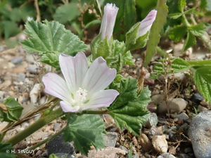 <i>Malva neglecta</i> Wallr., 1824 © H. TINGUY