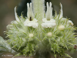 <i>Marrubium vulgare</i> L., 1753 © H. TINGUY