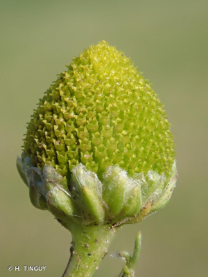 <i>Matricaria discoidea</i> DC., 1838 © H. TINGUY